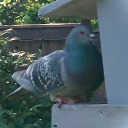 bluebloodbatman55 avatar