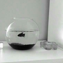 bluebluebluebird avatar