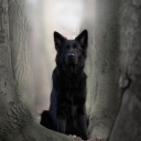 bluebluebubbles avatar