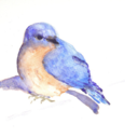 blueblush-blog avatar