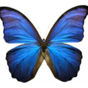 bluebutterfliess-blog avatar