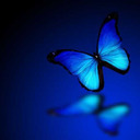 bluebutterfly1 avatar