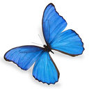 bluebutterflywrites avatar