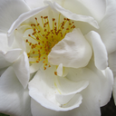 bluechameleon15 avatar