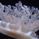 bluechrysalism avatar