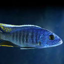 bluecichlid avatar