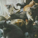 bluecornflowers avatar