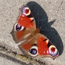 bluediamond07 avatar