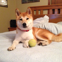 bluedyingswan-blog avatar