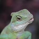 blueelvewithwings avatar