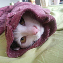 blueeyednightwing avatar