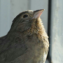 bluefeatheredvelociraptor avatar