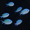 bluefinnies avatar