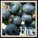 bluefjords-blog avatar