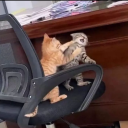 blueflamesinthewater avatar