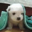 blueflower1994 avatar