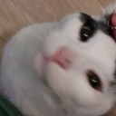 bluefoxstupidity avatar