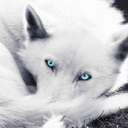 bluefrost-freewolf avatar