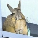 bluegreencastle avatar