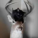 bluegreenoopshi avatar