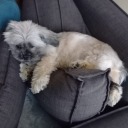 bluehavenchaos avatar