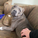 blueisstillonfire avatar