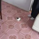 bluejay-of-the-west avatar