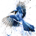 bluejay-peacock avatar