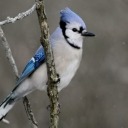 bluejay-things avatar