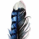 bluejay-writes avatar