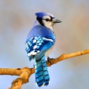 bluejay1009 avatar