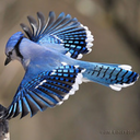 bluejayfeathersandwillowtrees avatar