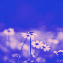 bluemischiefmaker avatar