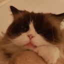 bluemoondreamer avatar