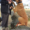 bluemuttbrownmutt-blog avatar