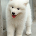 bluenachosplease avatar