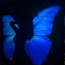 bluephoenixgirl avatar