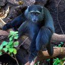 blueprimate avatar