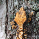 blueridgegeckos avatar