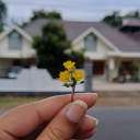 blueriverrose avatar