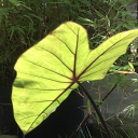 blueroominnermonologue avatar