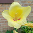 bluerose13-love avatar