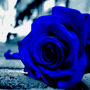 bluerose352 avatar