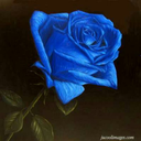 bluerose678 avatar