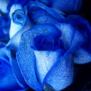 bluerose777 avatar