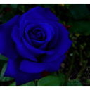 bluerosebluerosebluerose avatar