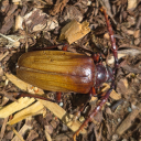 bluesargentswife avatar