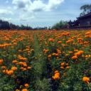 blueskiesandmarigolds avatar