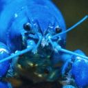 blueskiesofsaturn avatar