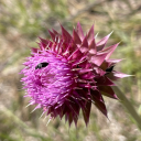 blueskyfairytwirls avatar